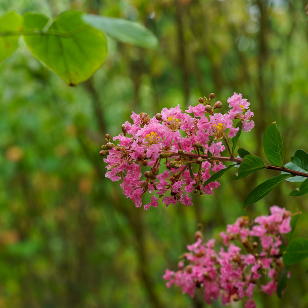 Pink Velour Crape Myrtle