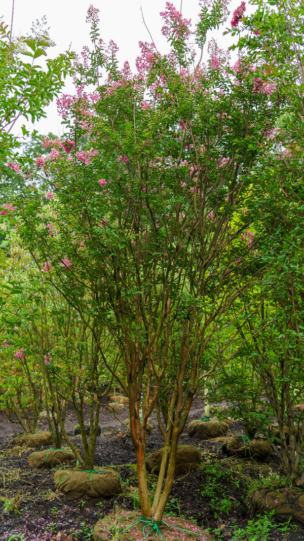 Pink Velour Crape Myrtle