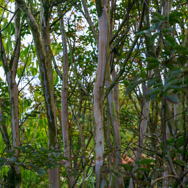 Pink Velour Crape Myrtle