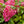 Load image into Gallery viewer, Pinky Winky Hydrangea - Hydrangea - Shrubs
