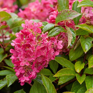 Pinky Winky Hydrangea - Hydrangea - Shrubs