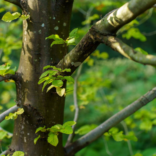 Pinocchio Hornbeam