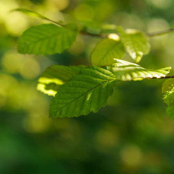 Pinocchio Hornbeam