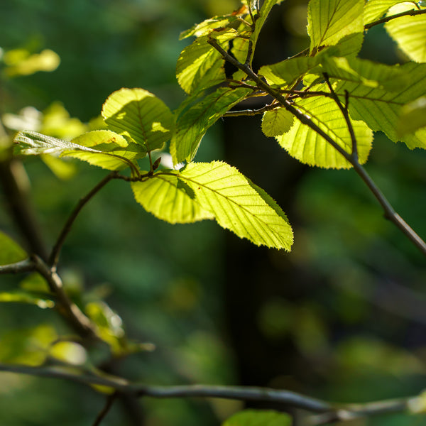 Pinocchio Hornbeam