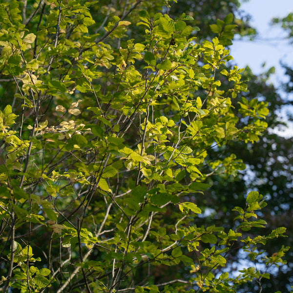 Pinocchio Hornbeam