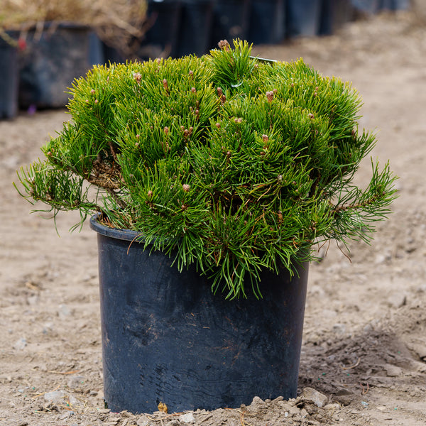 Dwarf Mountain Pine - Pine - Conifers