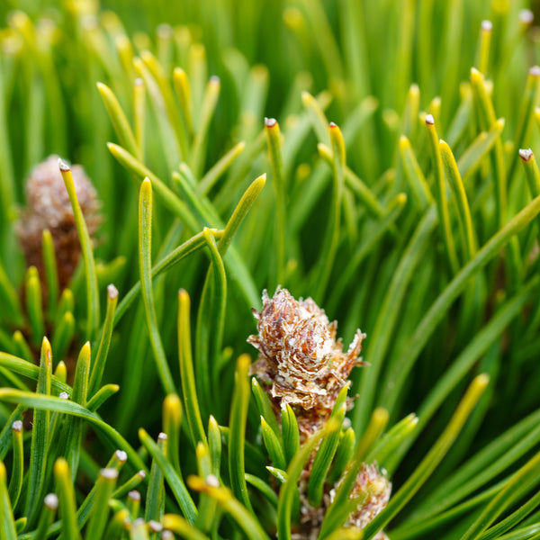 Dwarf Mountain Pine - Pine - Conifers