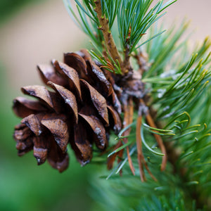 Fukuzumi Japanese White Pine - Pine - Conifers