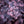 Load image into Gallery viewer, Plum Dazzled Stonecrop
