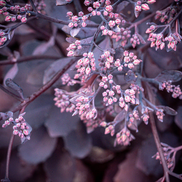 Plum Dazzled Stonecrop
