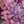 Load image into Gallery viewer, Plum Dazzled Stonecrop
