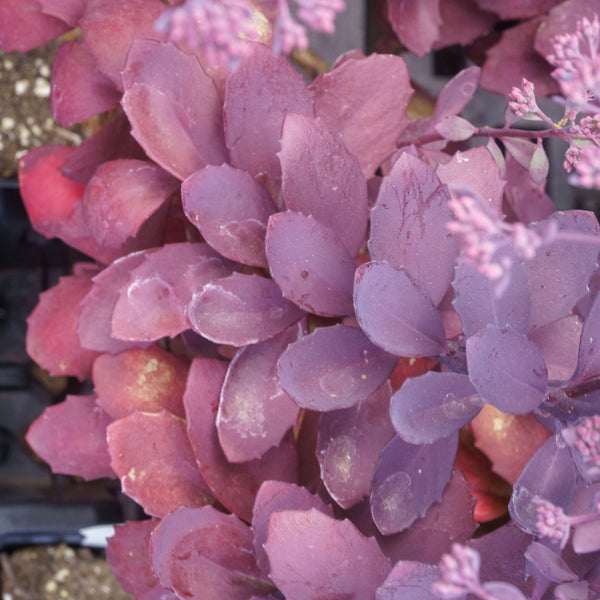 Plum Dazzled Stonecrop