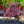 Load image into Gallery viewer, Plum Dazzled Stonecrop
