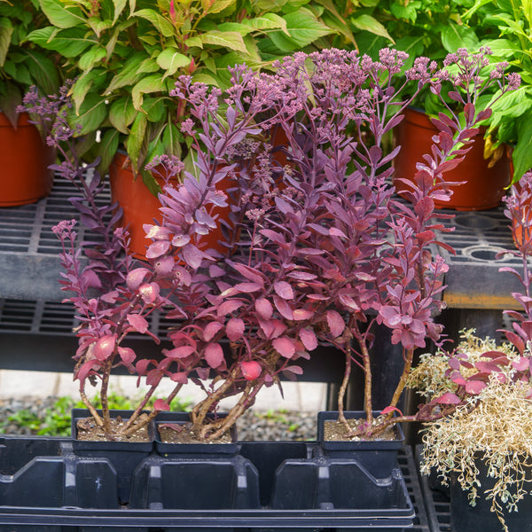 Plum Dazzled Stonecrop
