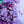 Load image into Gallery viewer, Plum Pudding Coral Bells
