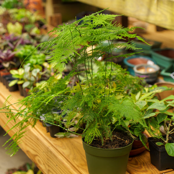 Plumosa Fern