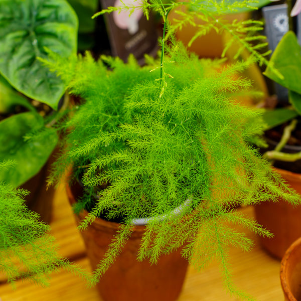 Plumosa Fern - Houseplant Ferns - Houseplants