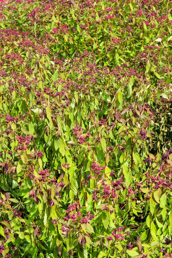 Walberton's Plumtastic Spirea