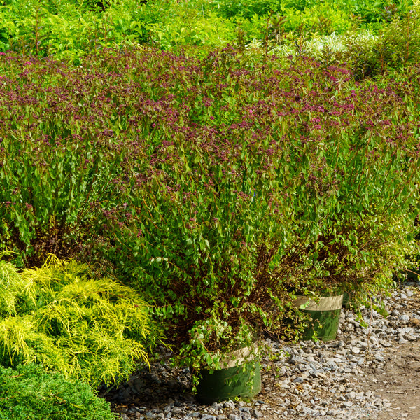 Walberton's Plumtastic Spirea