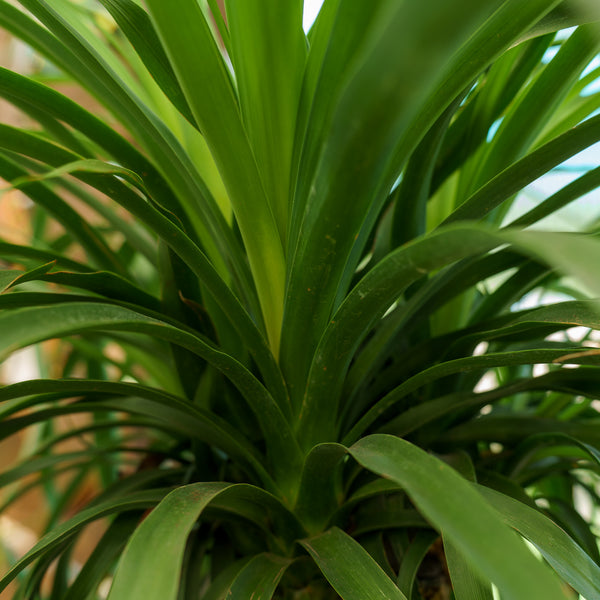 Ponytail Palm