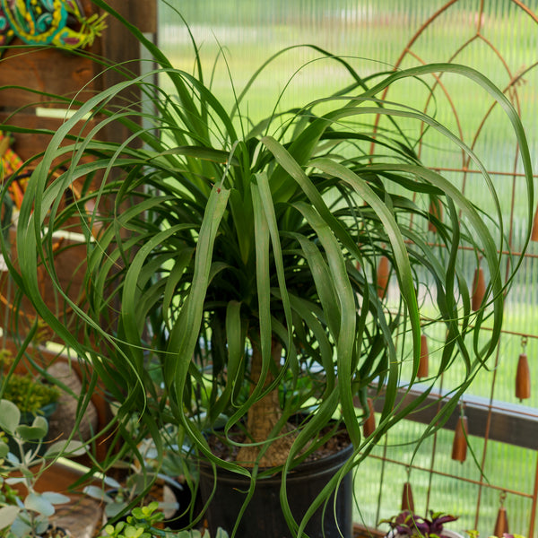 Ponytail Palm