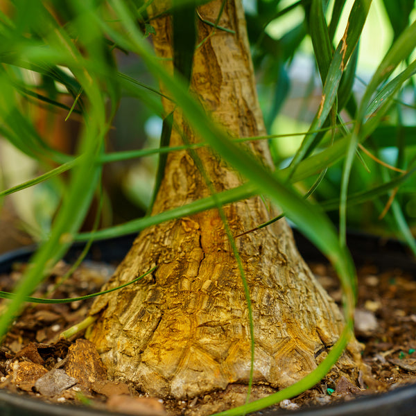 Ponytail Palm