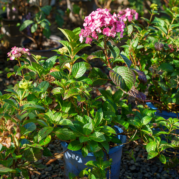 Pop Star Reblooming Hydrangea