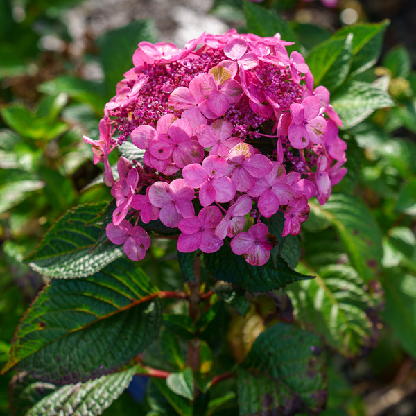 Pop Star Reblooming Hydrangea