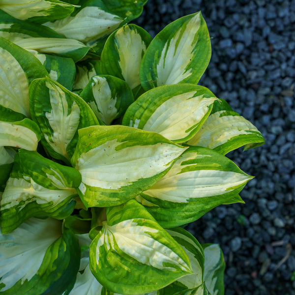 Popcorn Hosta