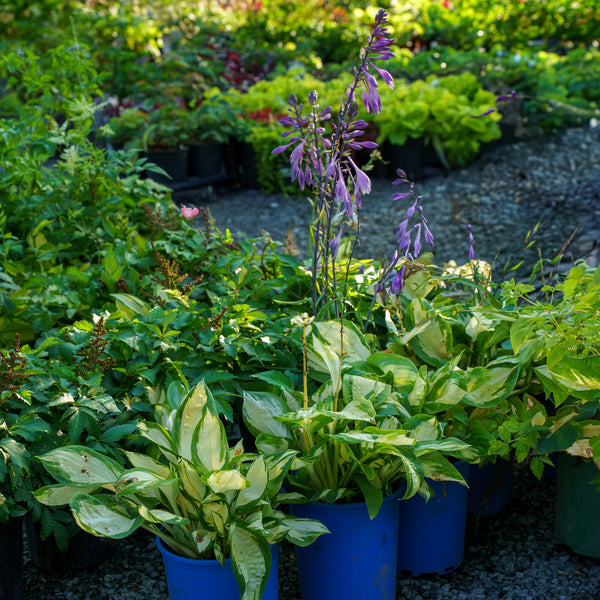 Popcorn Hosta