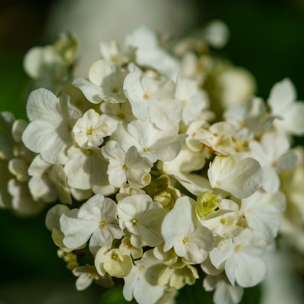 Popcorn Doublefile Viburnum - Viburnum - Shrubs