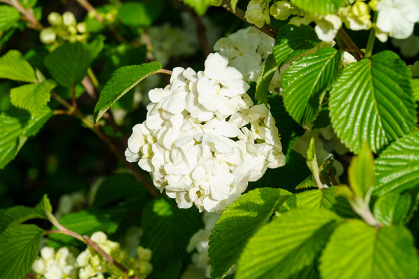 Popcorn Doublefile Viburnum - Viburnum - Shrubs