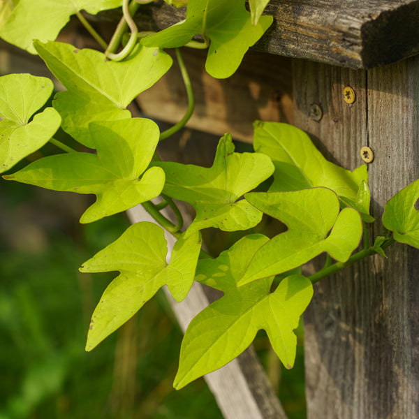 Sweet Potato Vine