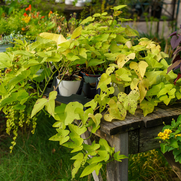 Sweet Potato Vine