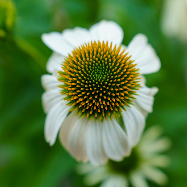 Pow Wow White Coneflower