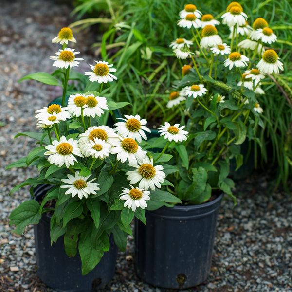 Pow Wow White Coneflower