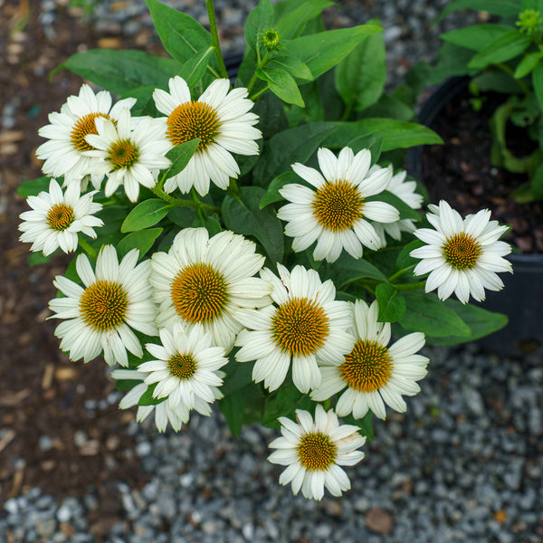 Pow Wow White Coneflower