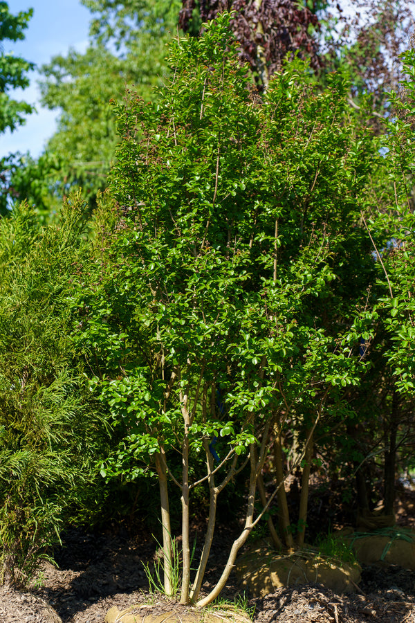 Powhatan Crape Myrtle - Crape Myrtle - Flowering Trees