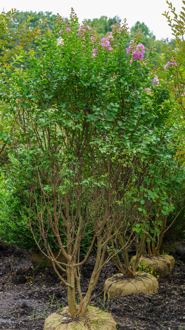 Powhatan Crape Myrtle