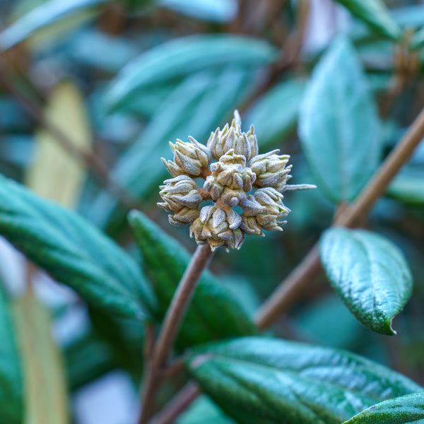 Prague Viburnum