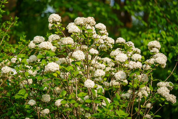 Prague Viburnum - Viburnum - Shrubs