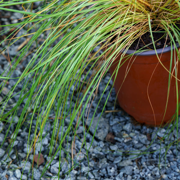 Prairie Dropseed