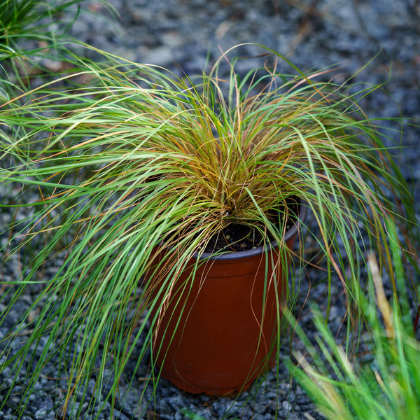 Prairie Dropseed