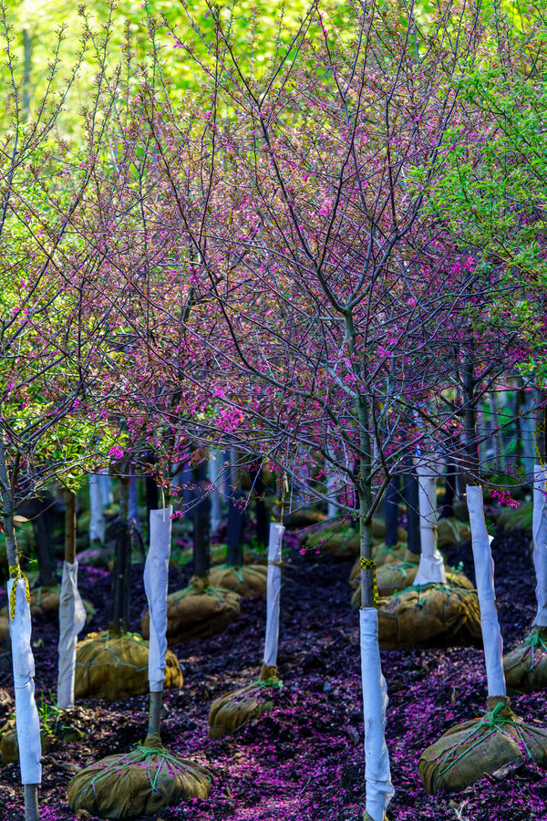 Prairie Fire Japanese Crabapple - Crabapple - Flowering Trees