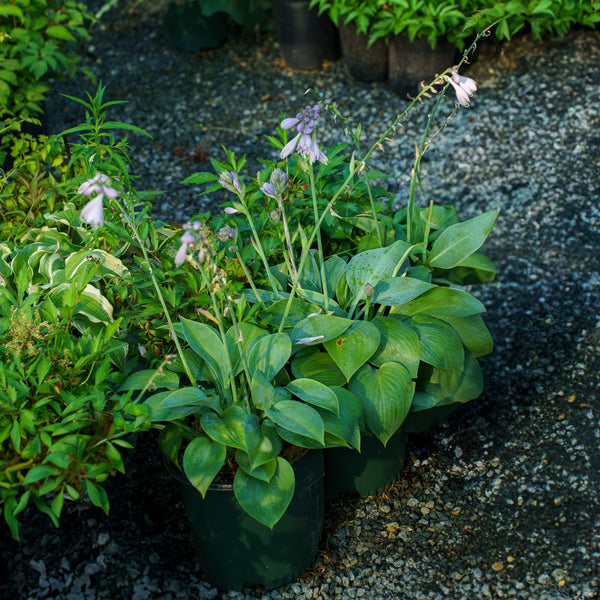 Prairie Sky Hosta