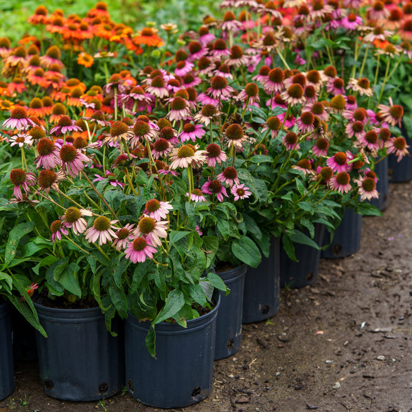 Prairie Splendor Coneflower