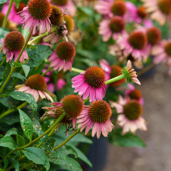 Prairie Splendor Coneflower