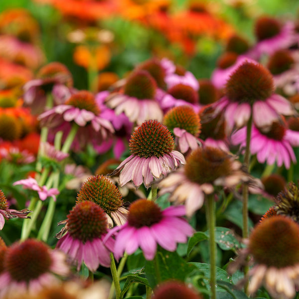 Prairie Splendor Coneflower