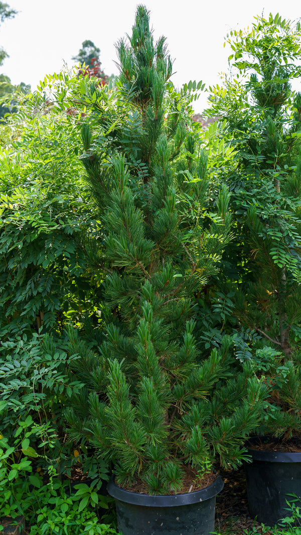 Prairie Statesman Swiss Stone Pine