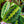 Load image into Gallery viewer, Prayer Plant - Other Houseplants - Houseplants
